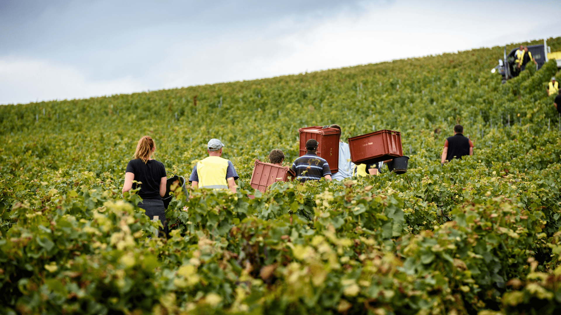 Carnet de vendanges 2021 - Laurent-Perrier