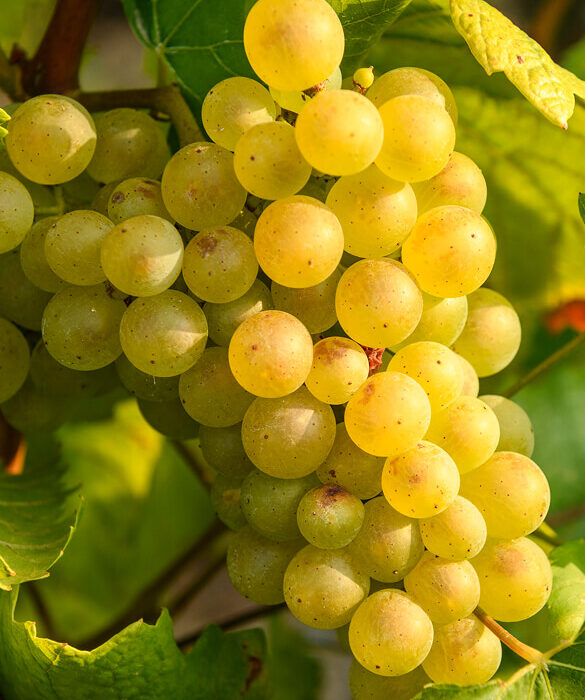 Le non dose Laurent Perrier