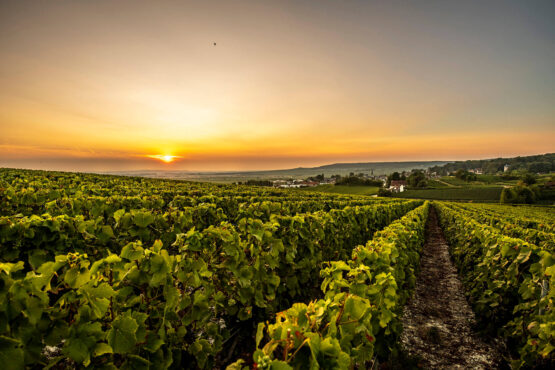 Vignes champagne Laurent Perrier