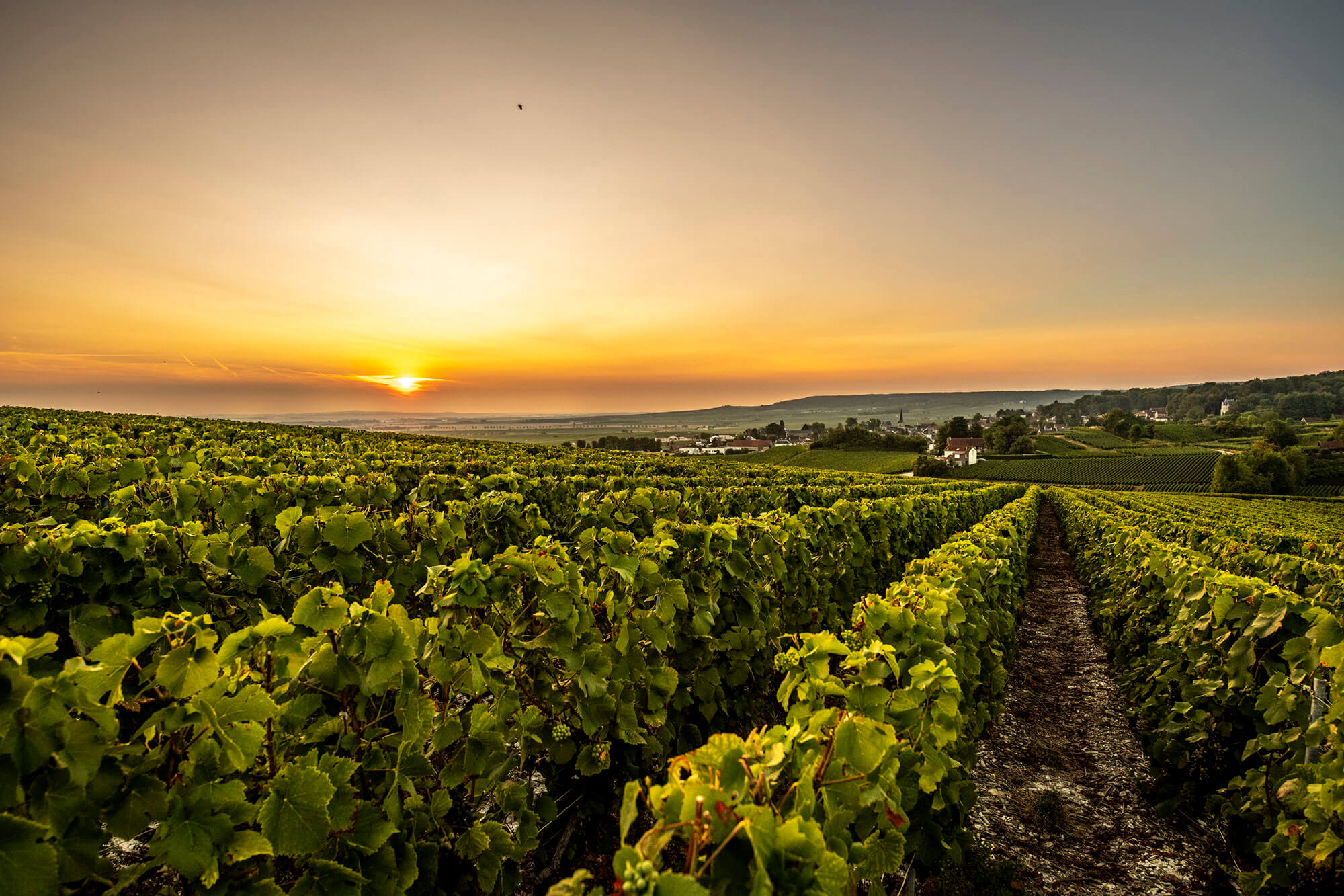Vignes champagne Laurent Perrier