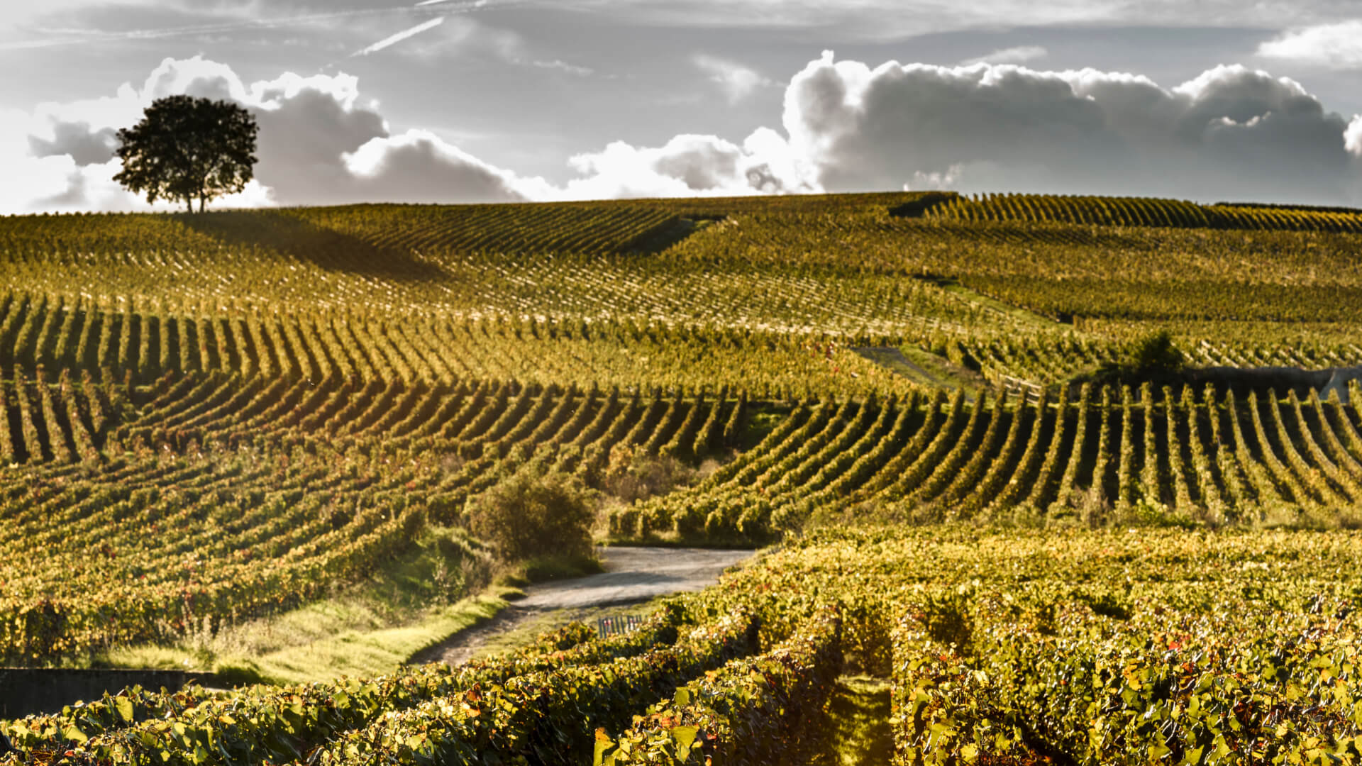 Guide et Conseils Laurent Perrier Cover