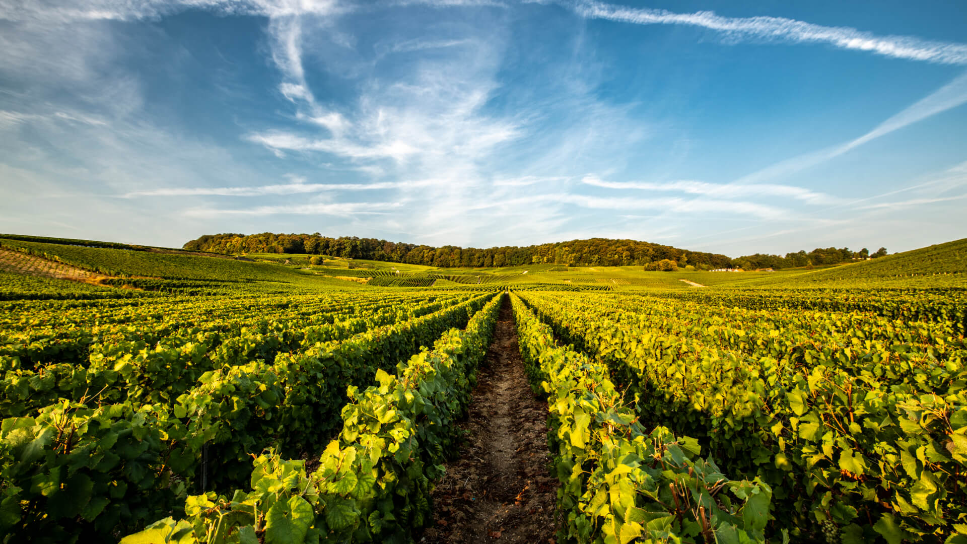 Le vignoble Laurent Perrier cover