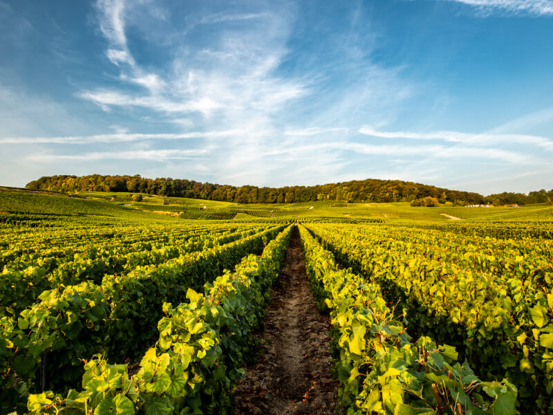 Le vignoble Laurent Perrier vignette