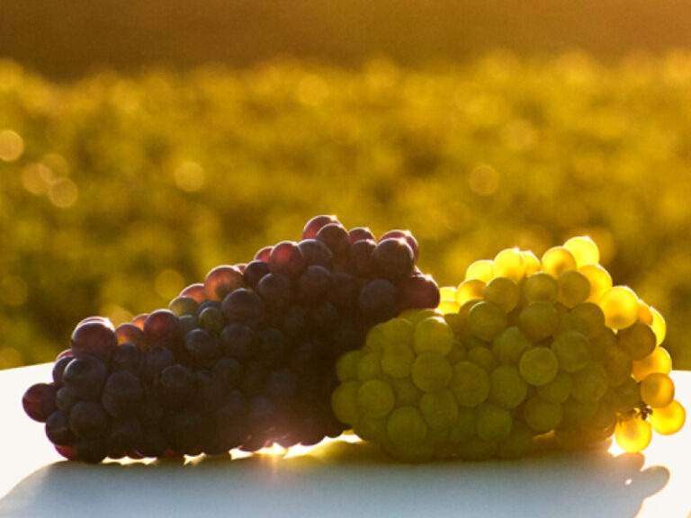 Which Grape Varieties Are Used to Make Champagne?