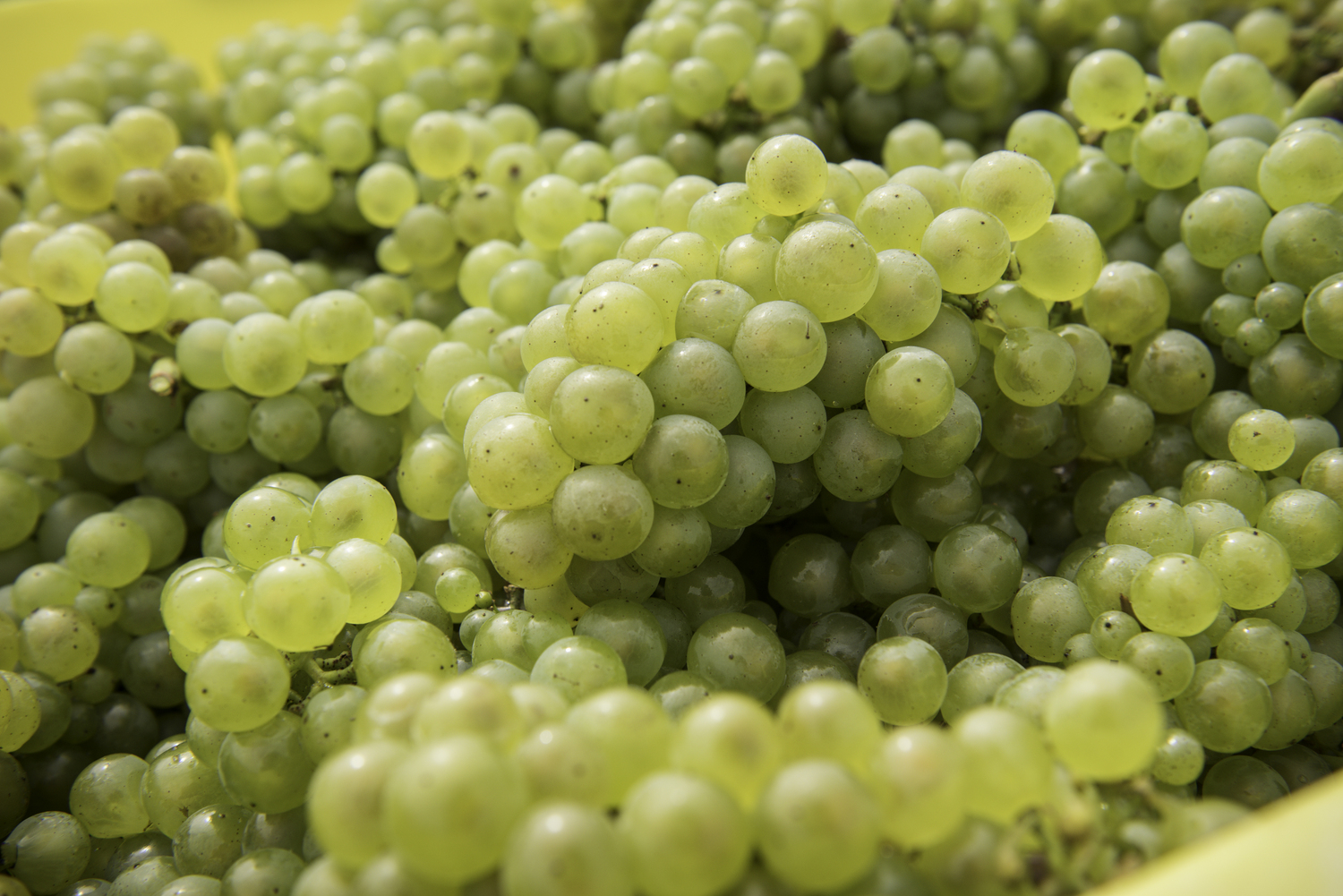 grappe de raisins blancs