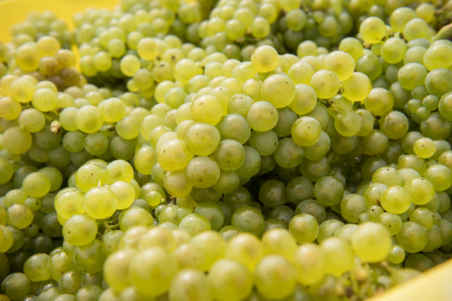 Champagne grape clusters