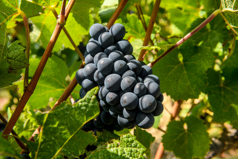 grappe raisin pinot noir vignette