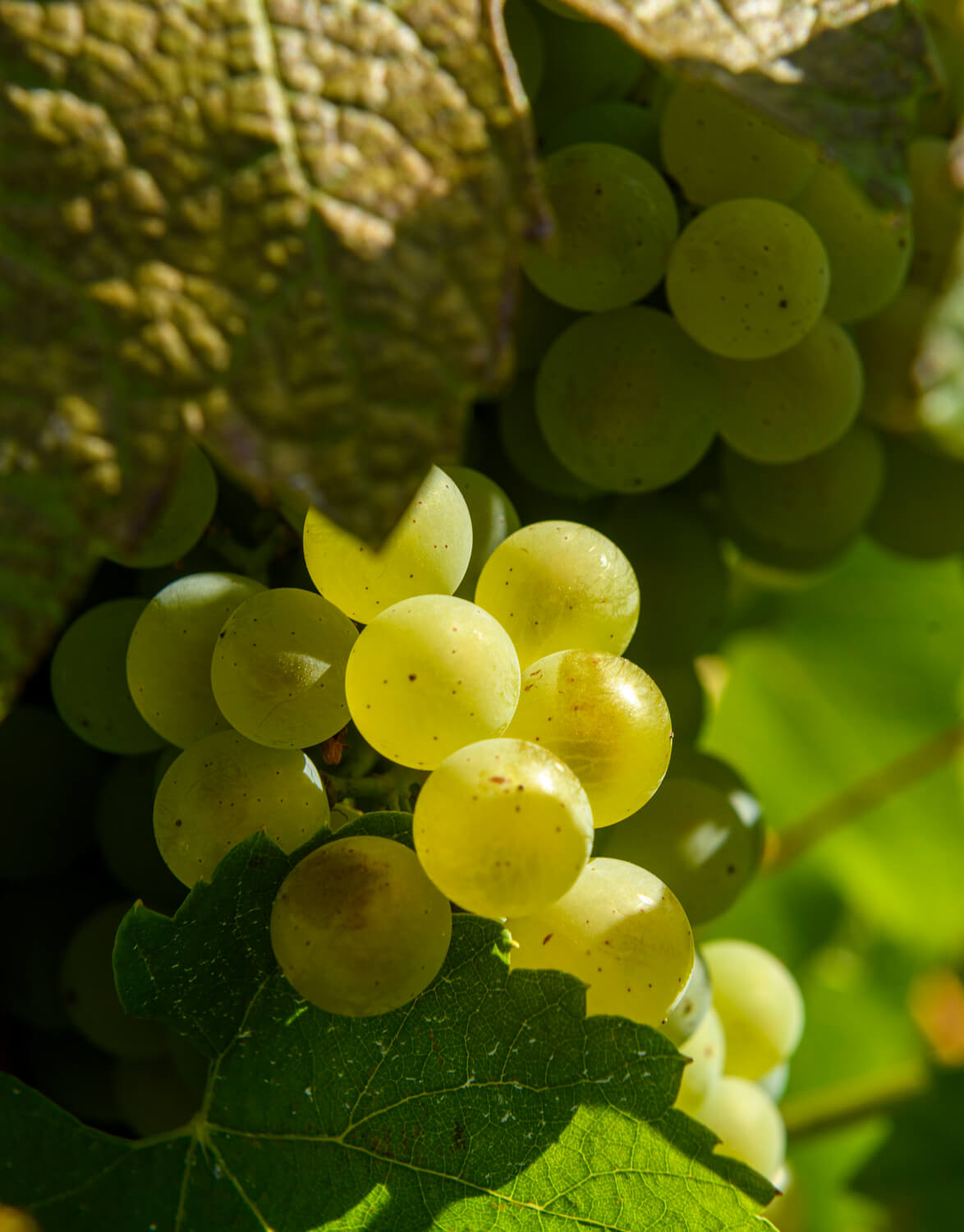 Champagne grapes