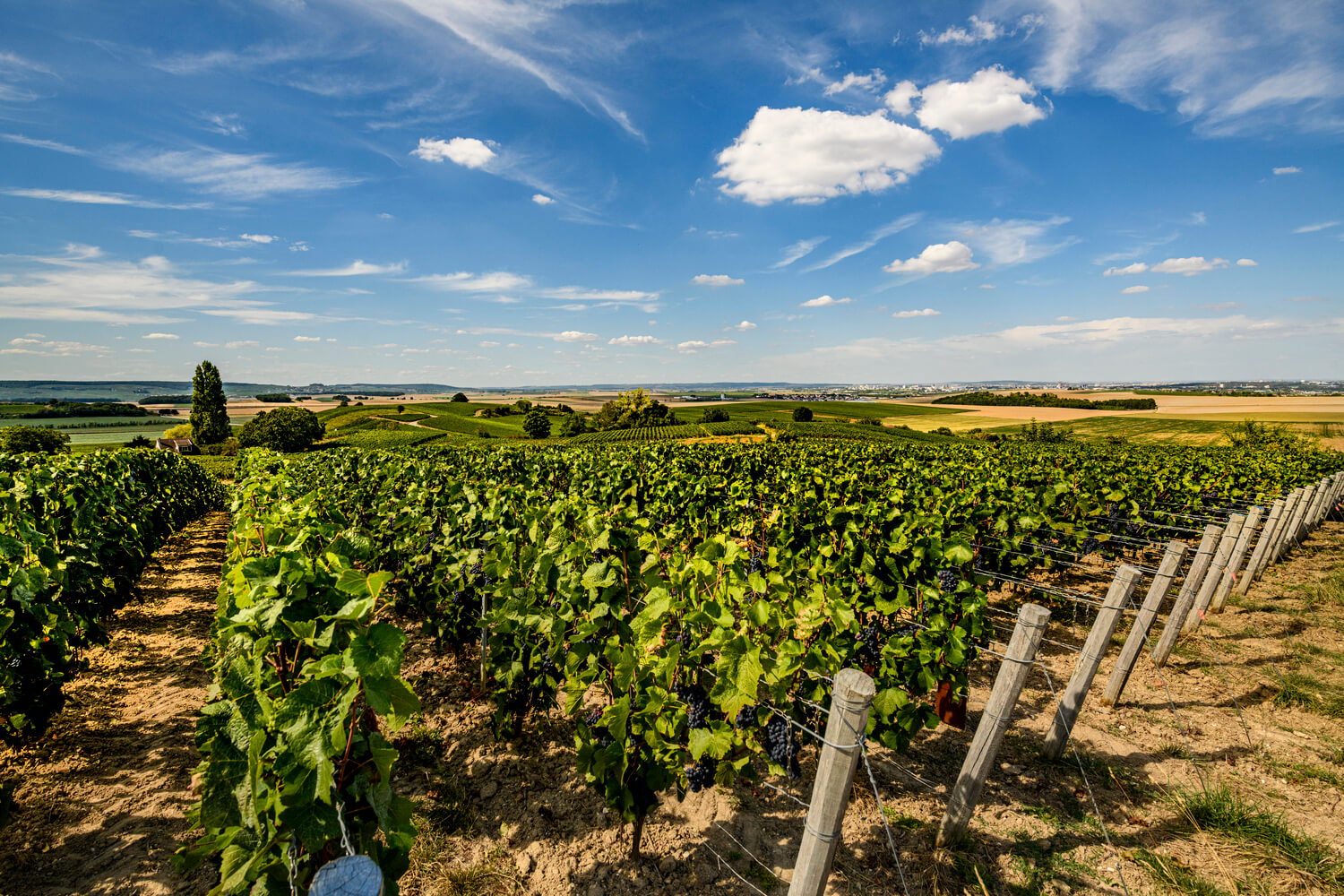 vigne raisins pinot noir