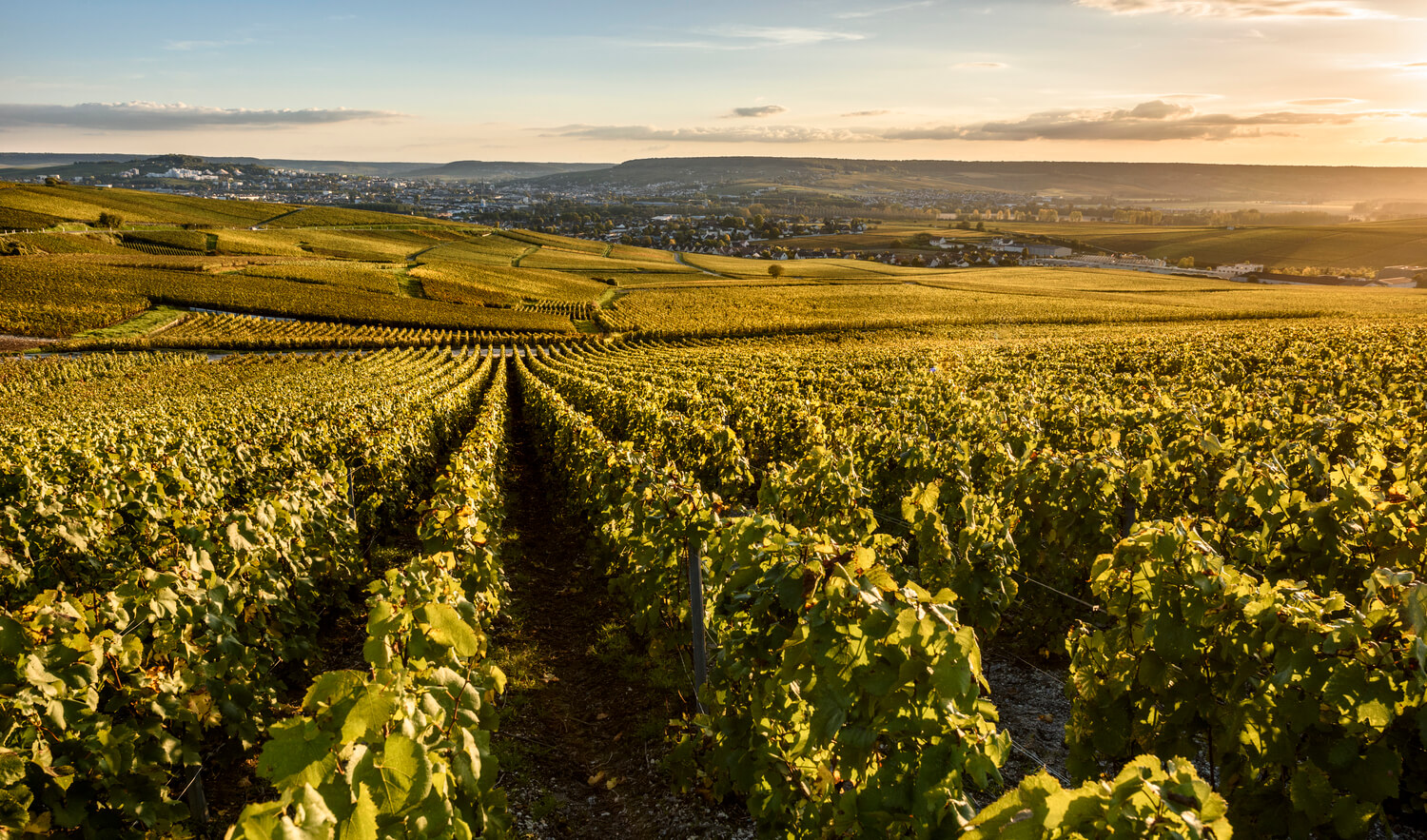 Champagne vineyards