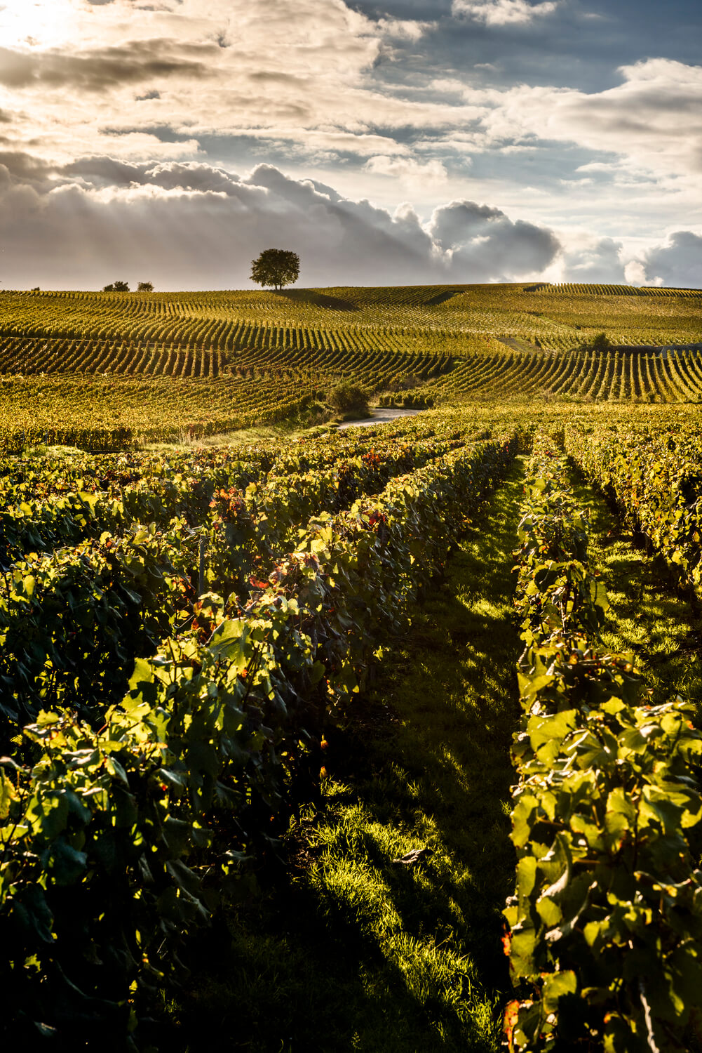 Laurent-Perrier vineyards at sunset
