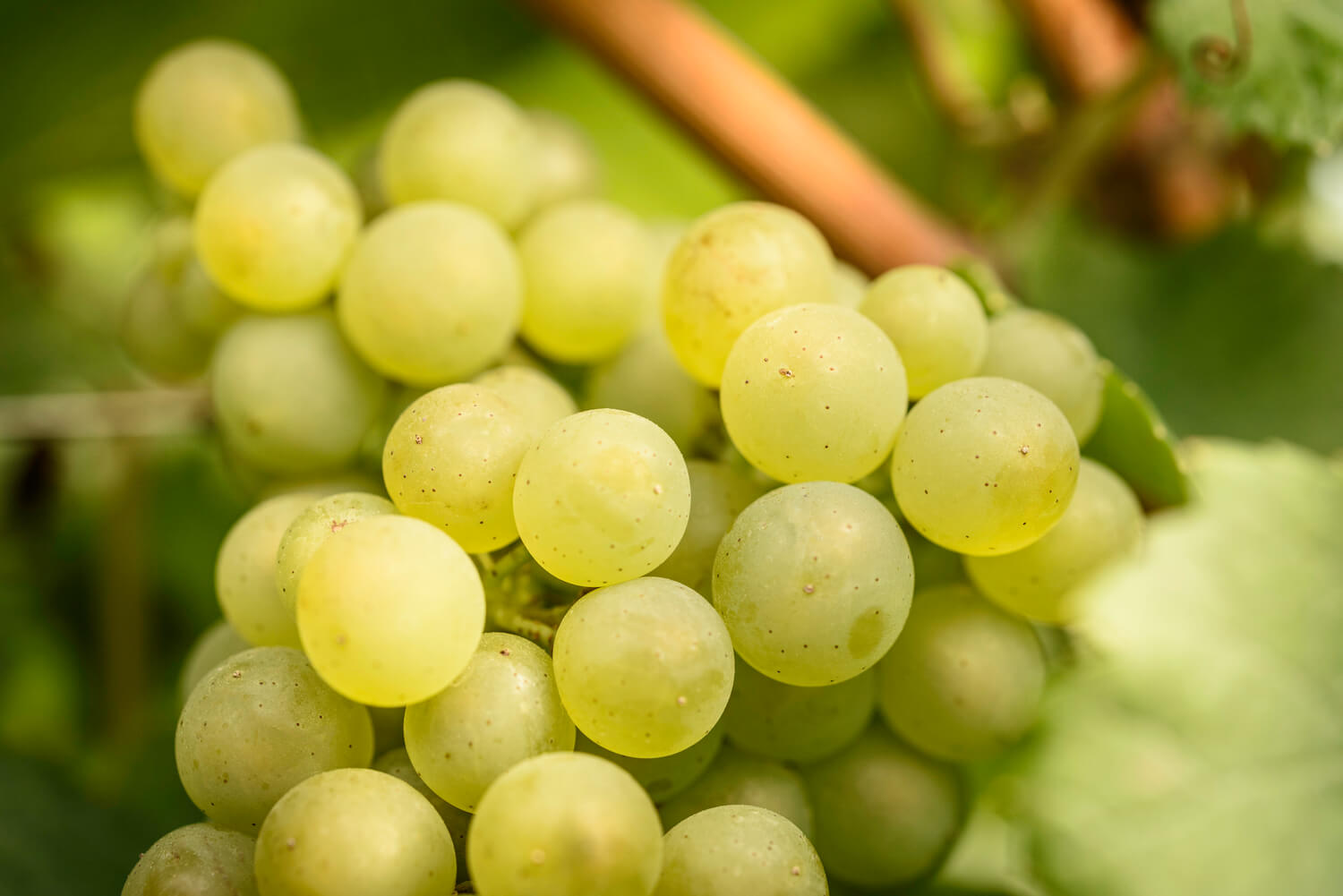 grappe de raisins blanc