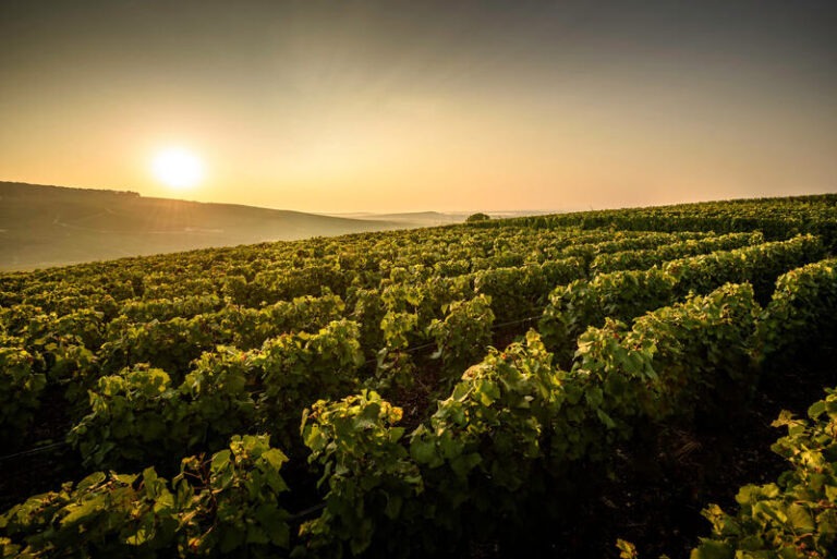 Comment est fait le champagne ?