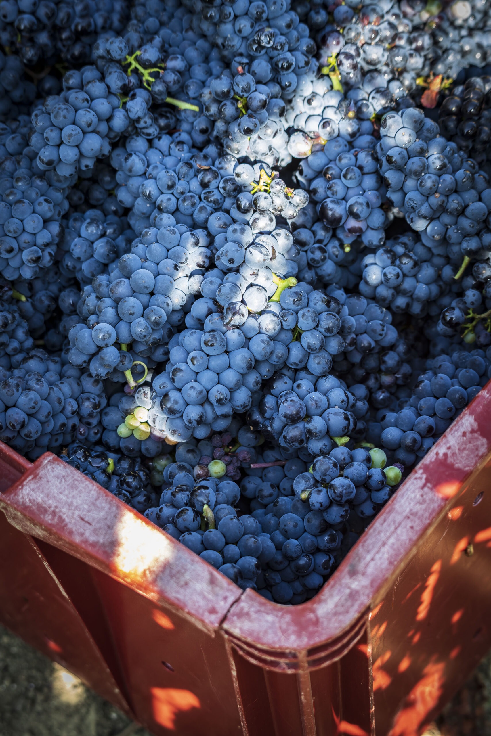 bac grappe raisins noirs vigne