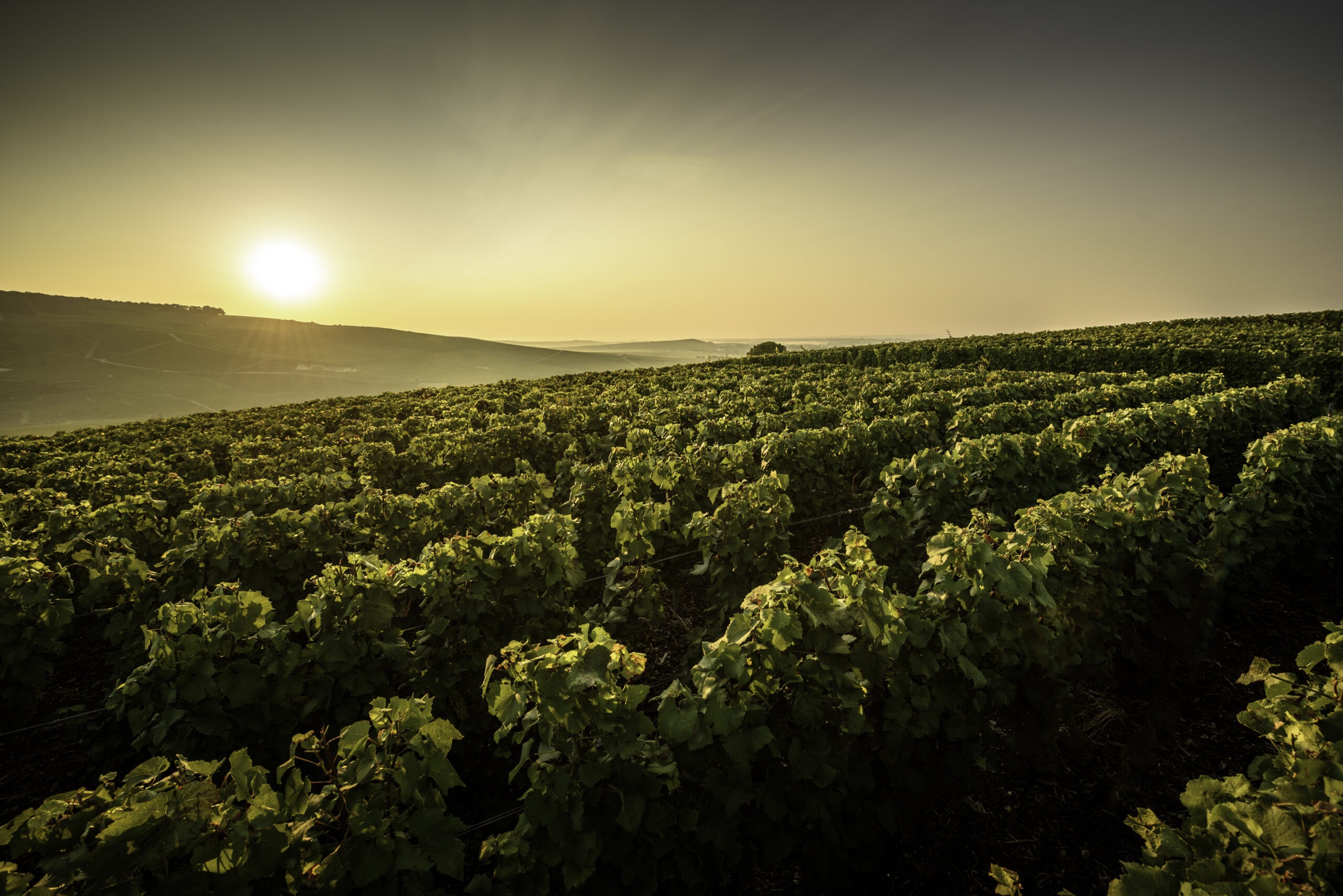 vigne coucher de soleil