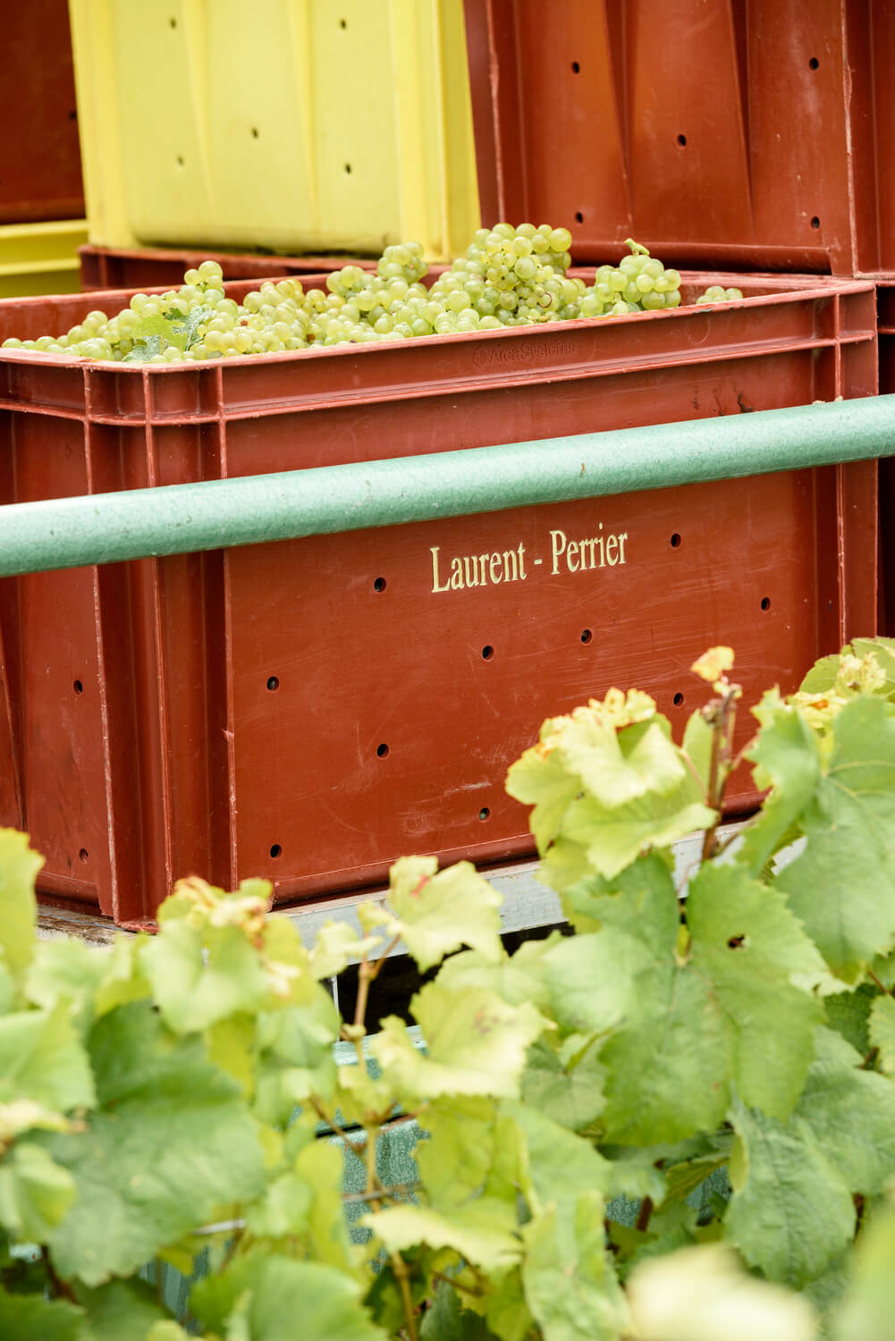 caisse raisin blancs vigne