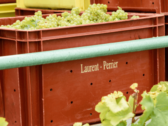 ¿Cuántos racimos de uvas hay en una botella de Champagne?