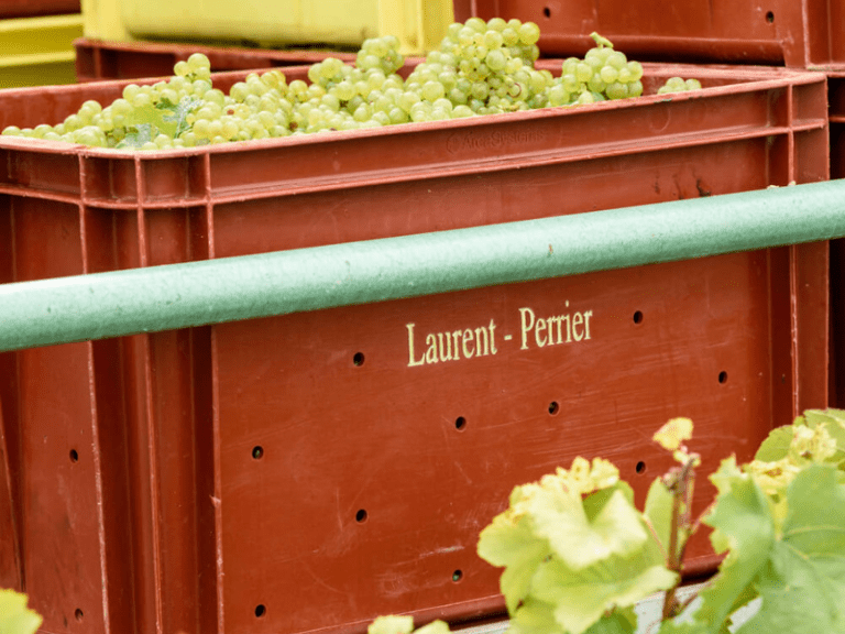 How Many Grapes Are in a Bottle of Champagne?