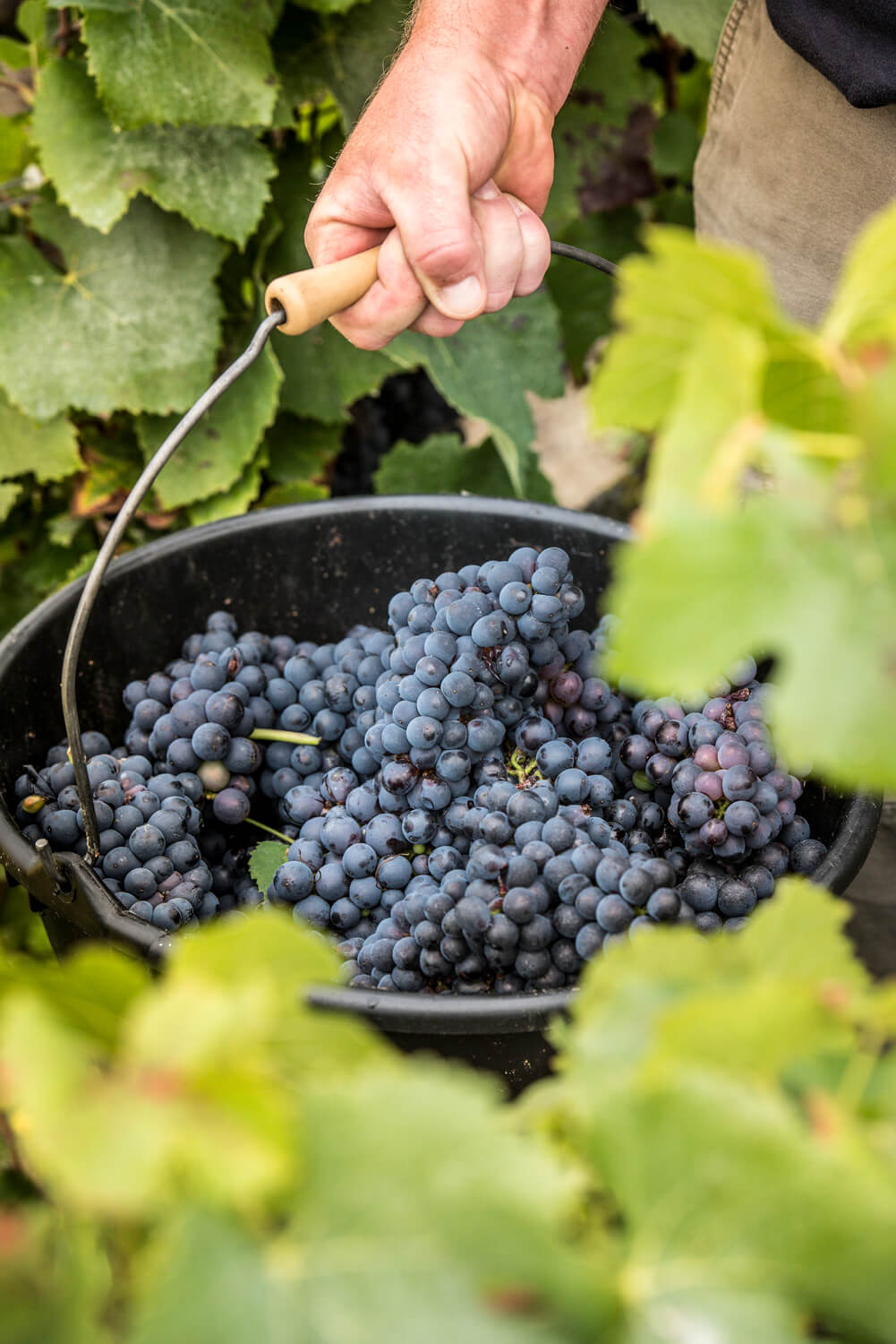 grappe raisins noirs vigne